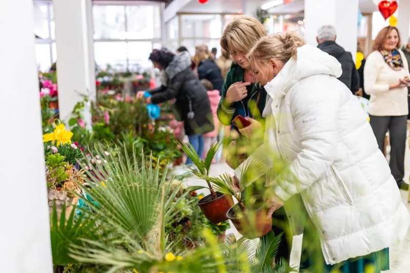 Tradicionalna Izložba cvijeća na 57. Prazniku mimoze u Herceg Novom