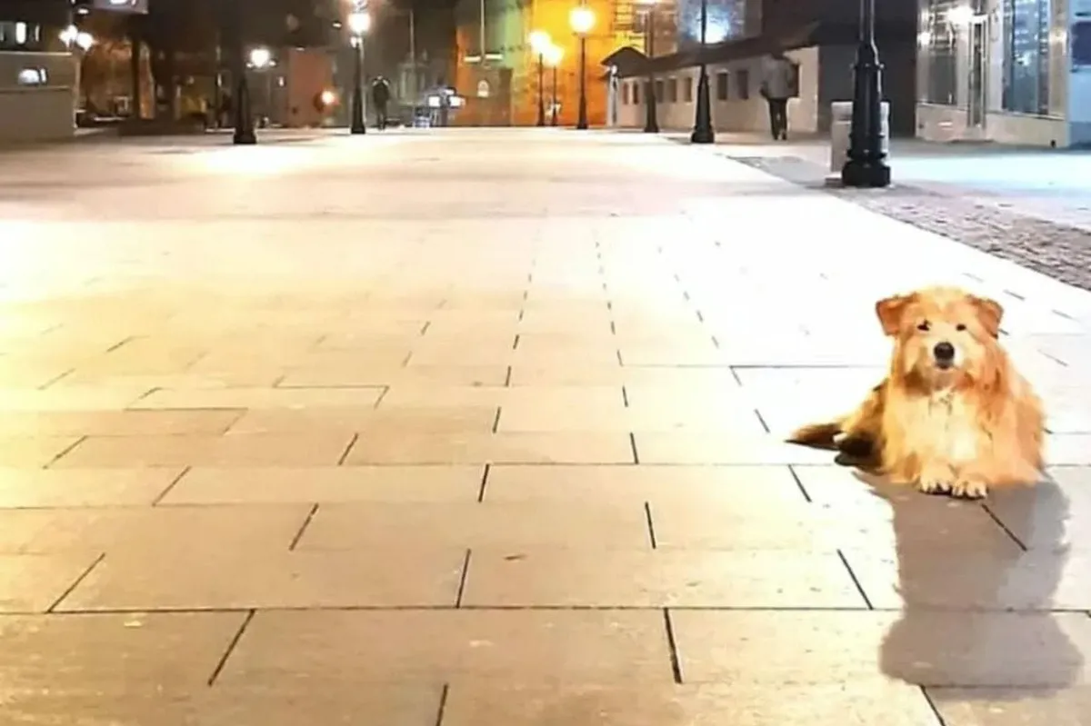 Uginuo pas Lazo, čuvar Pljevalja: 'Centar grada pamti tvoje šapice'