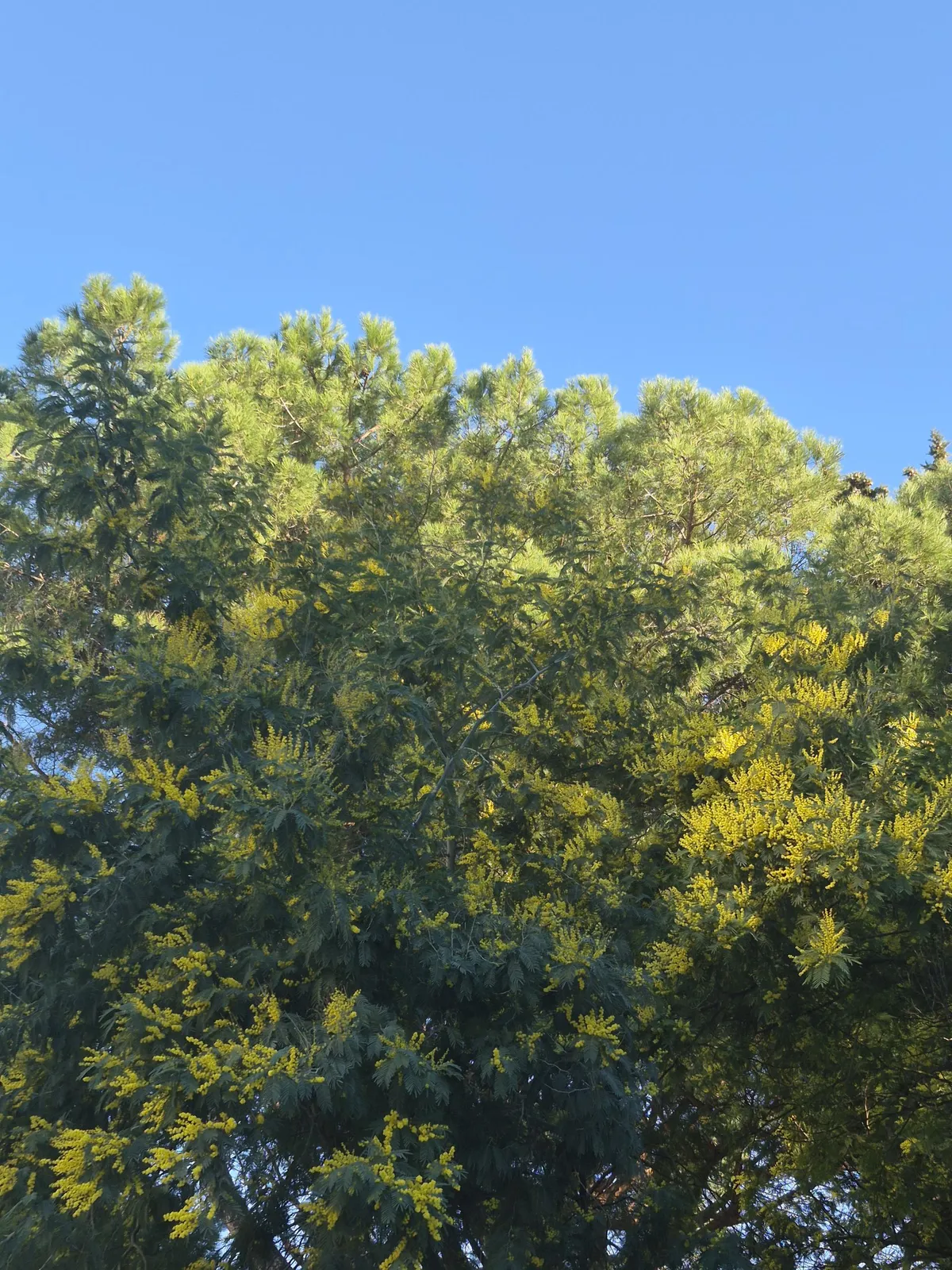 Vremenska prognoza: Sunčano uz temperature do 17 stepeni