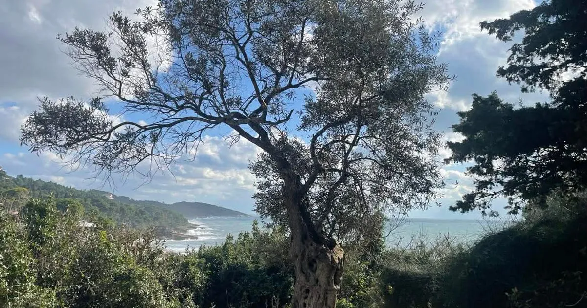 Vremenska prognoza za Crnu Goru: Sunčano tokom dana, kiša i snijeg noću