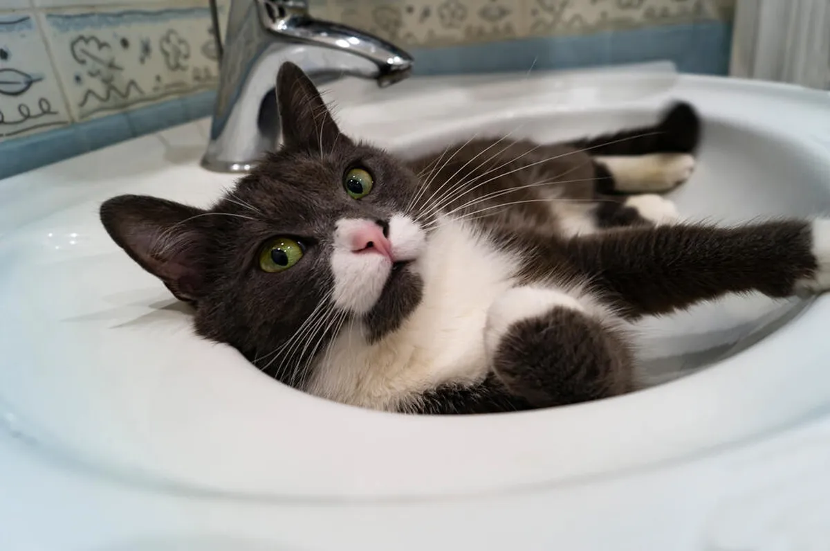 Zašto mačke vole umivaonike? Stručna tumačenja