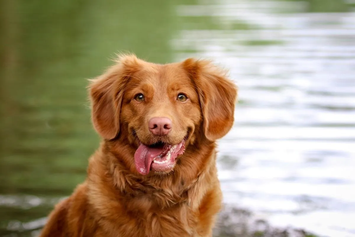 Zašto se psi vrte u krug prije nego što legnu?