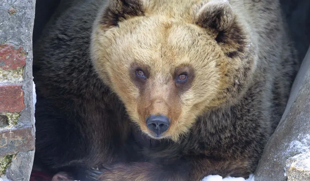 Dronom tražili nestalog čovjeka, snimili medvjeda iz hibernacije