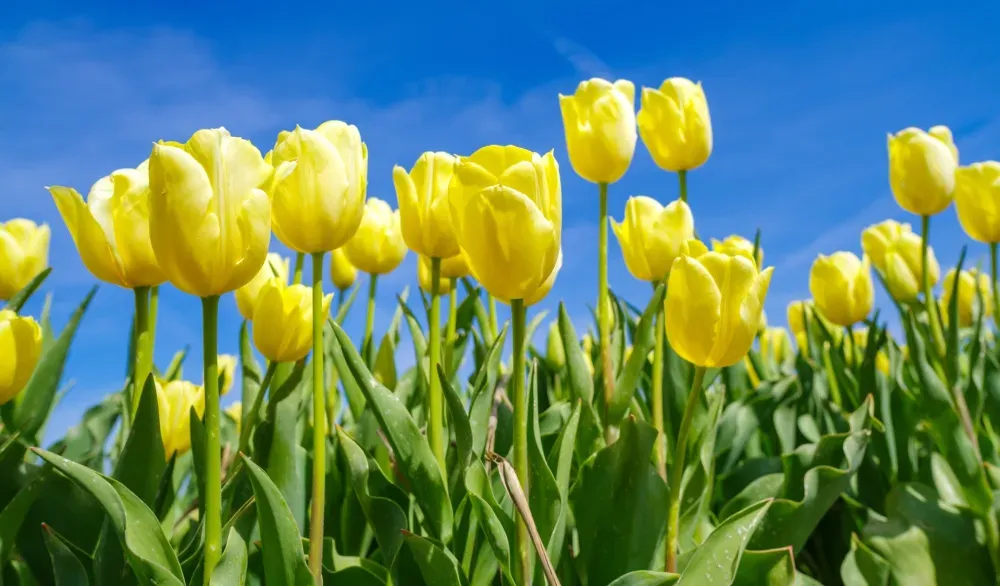 Horoskop za 11. mart: Ovan uživa, Jarac treba opuštanje