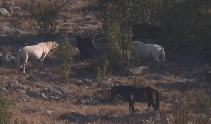 Krdo konja uništava imanja u Ozrinićima kod Nikšića