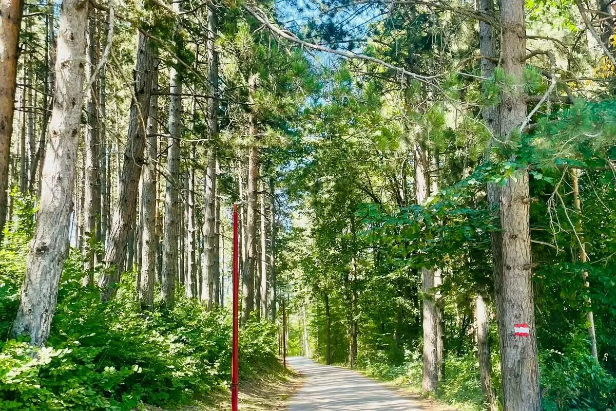Gradnja i sječa ugrožavaju park-šumu Dulovine u Kolašinu Gradnja i sječa ugrožavaju park-šumu Dulovine u Kolašinu